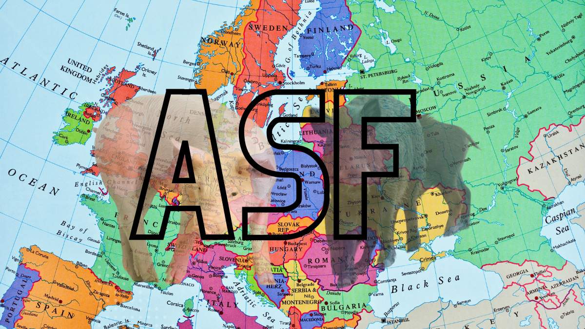 Afrykański Pomór Świń w Europie – najnowsze dane, analiza, kluczowe różnice