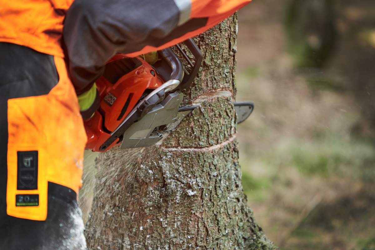Dzięki zmianom procedura uzyskania zgody na wycinkę drzewa na podstawie zgłoszenia nie będzie się przeciągać - deklaruje ministerstwo klimatu